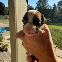 Bristol - Fawn female Boxer puppy in Jamesville, New York from Reynolds Homestead Boxers