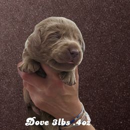 Dove - Silver female Dilute Retriever puppy in Sidney, Nebraska from Nebraska Strong Labradors