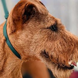 Irish Terriers from Morrigan Irish Terriers