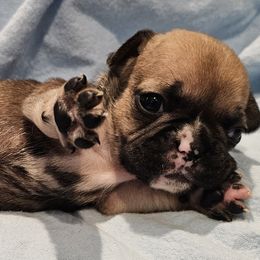 French Bulldog Puppies from Stephanie Jones
