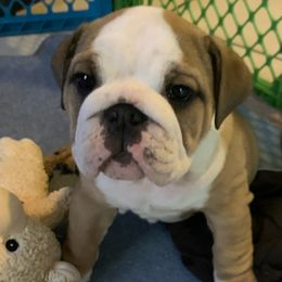 Bulldogs from Frankie's Bulldogs