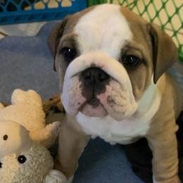 Bulldogs from Frankie's Bulldogs