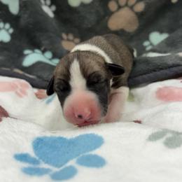 Sebastian - White and fawn male Whippet puppy in West Plains, Missouri from Sycamore Ridge Puppies