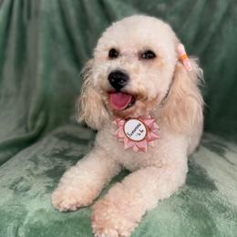 Luna (Guardian Home) - White female Poodle puppy in Hemet, California from Vallevistadoodles