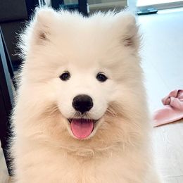 Samoyed Puppies from Mountain Laurel Samoyeds