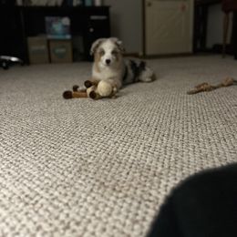 Australian Shepherd Puppies from Mud Path Australian Shepherds