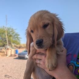 Red Collar - Dark golden male Golden Retriever puppy in San Tan Valley, Arizona from Top Gun Golden Retrievers