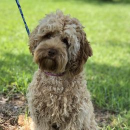 Vivvie - Australian Labradoodle