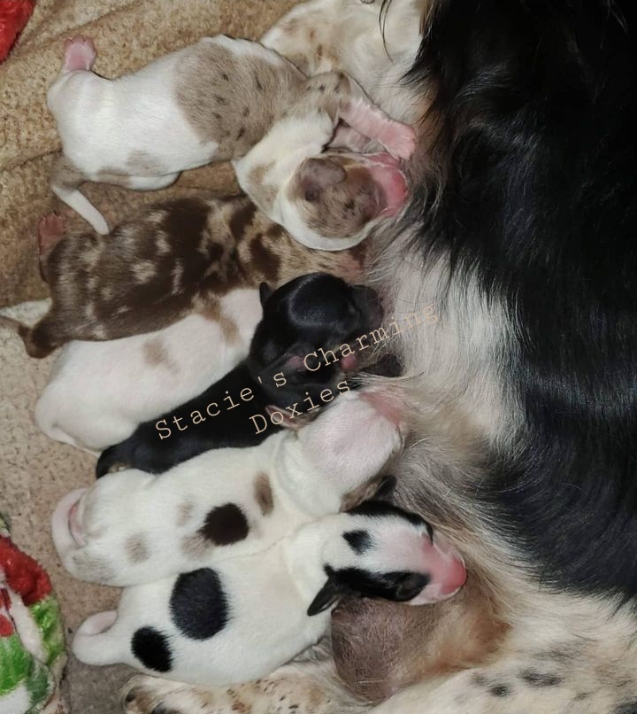 Dachshund Puppies from Stacie's Charming Doxies