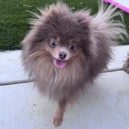 Dior - Lavender female Pomeranian puppy in Menifee, California from Petite Poms Of CA