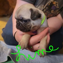 Lime green - Fawn female Pug puppy in Brush Prairie, Washington from Paradise Peaks