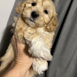 Havanese and Havapoo Puppies from Havanese With Love Breeding Co.