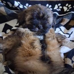 GIRL 3 FLORIDA AKC MULTI CHAMPION ANCESTRY - Red gold female Lhasa Apso puppy in Bell, Florida from Maryann & Kandis