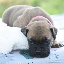 Penny - Fawn female Bullmastiff puppy in Chickasha, Oklahoma from Rustic Lace