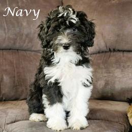 Navy - Black tri-color female Aussiedoodle puppy in Lancaster, Minnesota from Wilson Cattle Co.