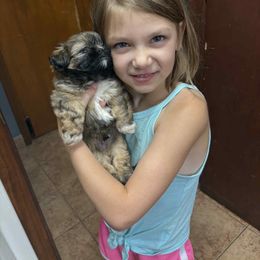Wookie - Brindle male Shih Tzu puppy in Mattoon, Illinois from Jenkins Tzu and Poo’s
