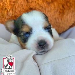 Michelle Jones - Black tan and white female Biewer Terrier puppy in California from Corazon de gigante