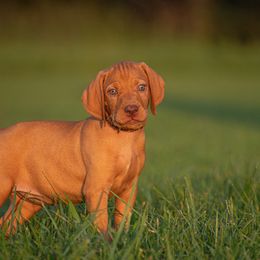 German Shorthaired Pointer and Vizsla Puppies from Nosam Kennels