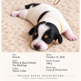 Naya - Piebald female Dachshund puppy in Firesteel, South Dakota from Prairie Ridge Dachshunds