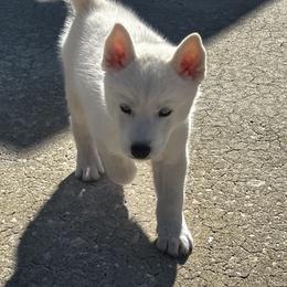 Siberian Husky Puppies from Hargaden Huskies