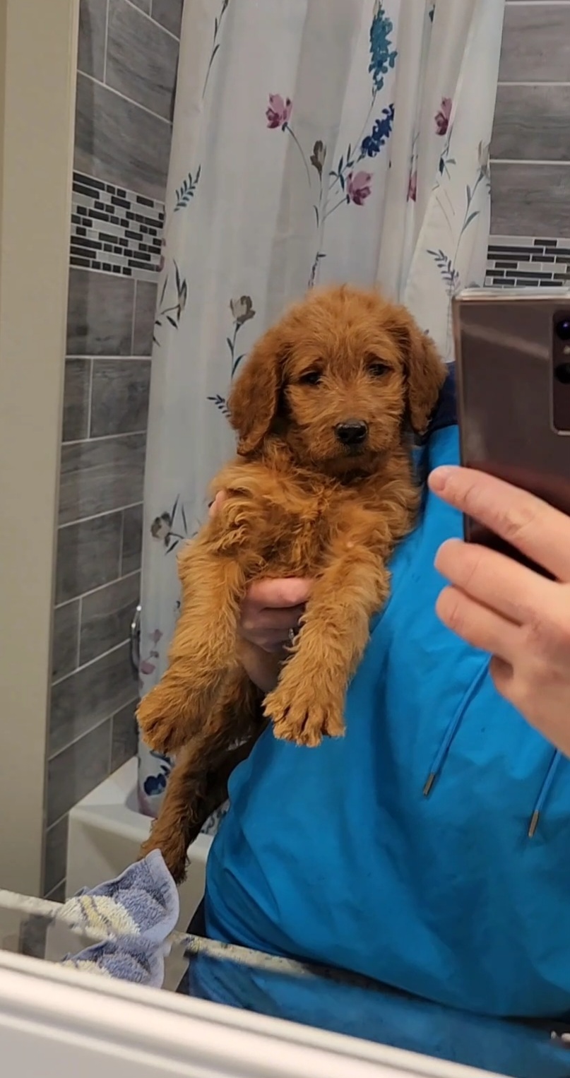 Boy 3 - Red Labradoodle puppy in Denver, Colorado from Don't Forget to Doodle & Southern Bella Doodles