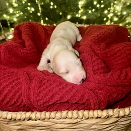 Noel - Piebald male Dachshund puppy in Denair, California from Doxie Lux