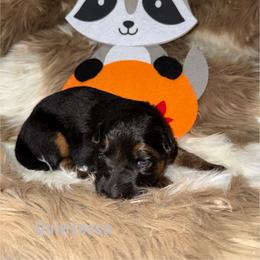 Quintessa Grey Collar - Black and red female German Shepherd puppy in Hillsboro, Indiana from Salty Raccoon Ranch German Shepherds