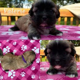 Valerie - Red gold female Lhasa Apso puppy in Cincinnati, Ohio from Shangri-La Lhasa Apsos