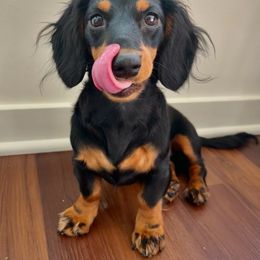 Basset Hound and Dachshund All Grown Up from Rolling and Howling Basset Hounds and Dachshunds