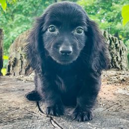 Brooklyn - Black female Dachshund puppy in Industry, Illinois from KDKs Kennels