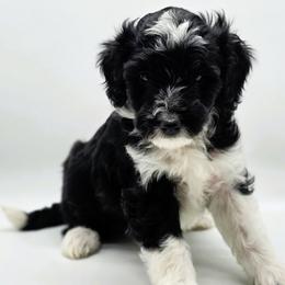 Navy - Black tri-color female Aussiedoodle puppy in Lancaster, Minnesota from Wilson Cattle Co.