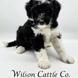 Navy - Black tri-color female Aussiedoodle puppy in Lancaster, Minnesota from Wilson Cattle Co.