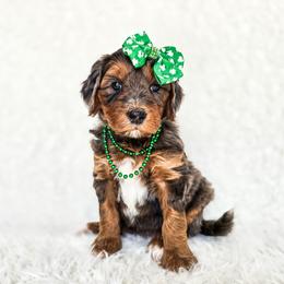 Lucy Gray - Merle female Bernedoodle puppy in Gaylord, Michigan from Dog Mom Co. Doodles