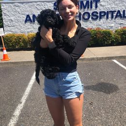 Australian Labradoodle Puppies from Tiny Treasures Australian Labradoodles