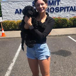 Australian Labradoodle Puppies from Tiny Treasures Australian Labradoodles