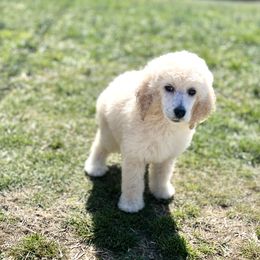 Aussiedoodle and Poodle Puppies from Sassy Poodle’s & Doodle’s