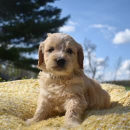 Aussiedoodle and Goldendoodle Puppies from Classic City Doodles