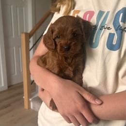 Teddy - Brown male Cavapoo puppy in Gap, Pennsylvania from Coles Cavapoo’s