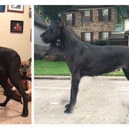 Great Dane All Grown Up from Pegasus Great Danes