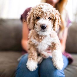 Bernedoodle and Goldendoodle Puppies from Happy Doodle