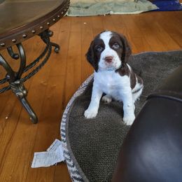 Girl 2 - English Springer Spaniel puppy in Franklinton, North Carolina from Wolfe Clan English Springer Spaniels