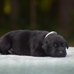 Labrador Retriever Puppies from Abe Turner