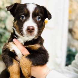 Cocoa - Red tri Miniature Australian Shepherd puppy in Marysville, Indiana from New Market Aussies