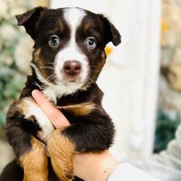 Cocoa - Red tri Miniature Australian Shepherd puppy in Marysville, Indiana from New Market Aussies