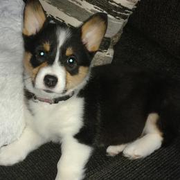 Pembroke Welsh Corgis from Wendy Munro