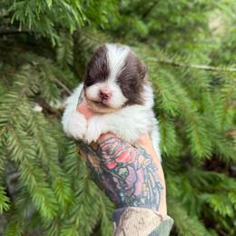 Oreo - Chocolate parti male Pomeranian puppy in Roseburg, Oregon from Dbos Furry Friends