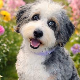 Bernedoodles and Goldendoodles from Elite Goldendoodles and Bernedoodles