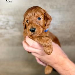 Knox - Red  male Goldendoodle puppy in Abilene, Texas from Mesquite Kennels