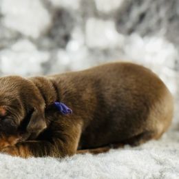 Girl 1 - Red and rust Doberman Pinscher puppy in West Farmington, Ohio from JM Dobermans