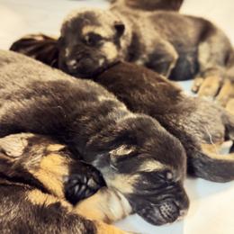 German Shepherd Puppies from vom Hermes German Shepherds